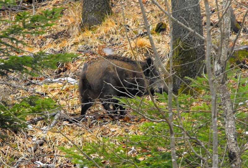 IL CINGHIALE